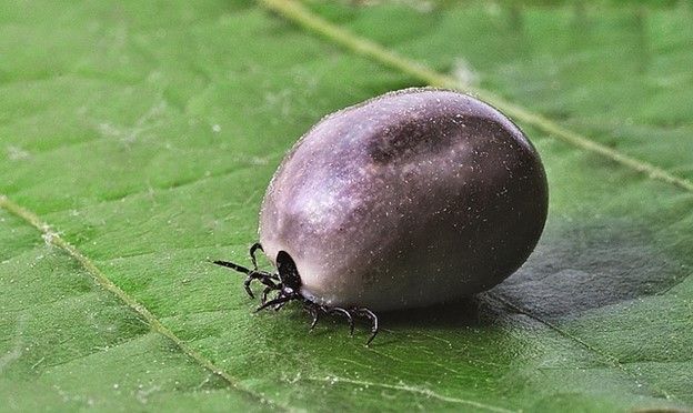 A tiny eggplant? A Super Guppy Airplane? Nope, a perfect example of where the saying, "full as a tick," came from. Ugh!