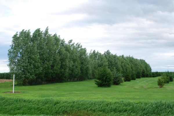 Restored Iowa windbreak from Iowa Public Radio Blog