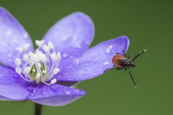 Wood tick on dew-bespeckled purple flower.