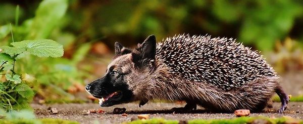 The dog days of summer...hedgehog...hedgedog? Image of a dog crossed with a hedgehog.