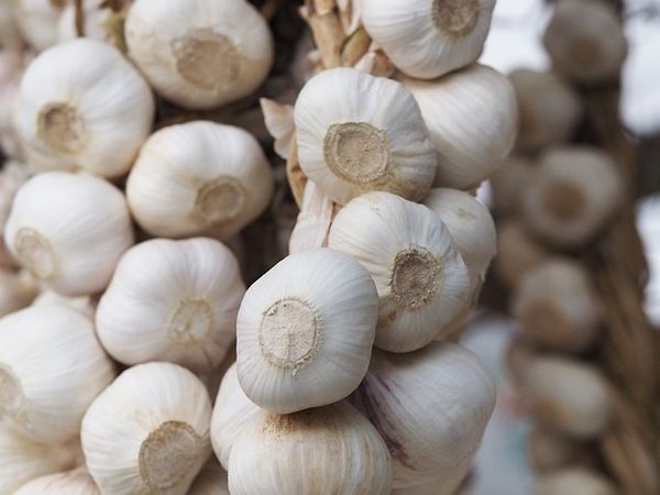 Vampire Loads and Garlic Garlands