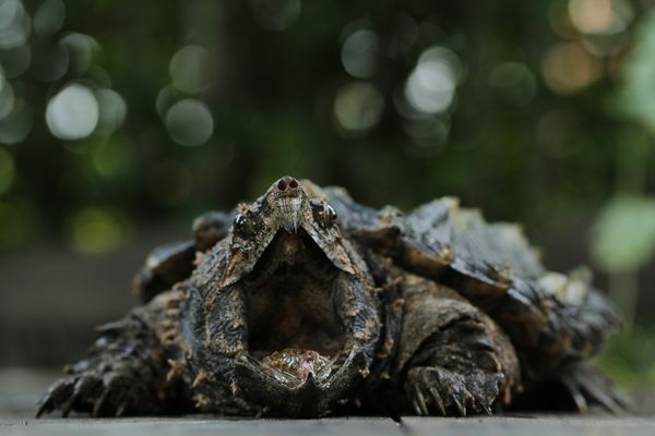Business end of a snapping turtle
